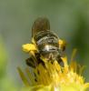 Seladonia subaurata